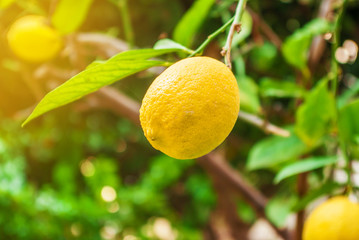 Lemon fruit hanging on a branch. Citrus fruits, healthy food, vitamins