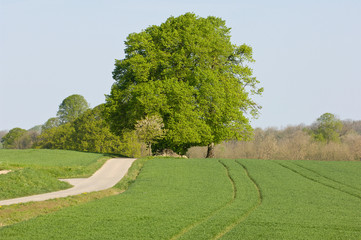 arbre chemin paysage wallonie