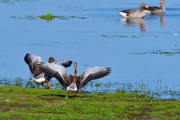 Graugänse in der Oberlausitz