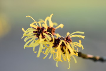 Hamamelis flowers in winter.