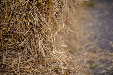 Dry straw