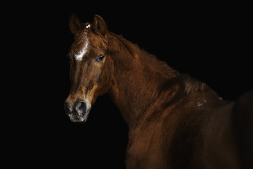 Portrait of a Trakehner horse on a black background