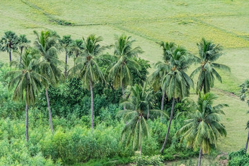 Obraz premium close view of coconut trees plantation in pattern at greenery field.