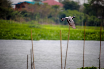 Riverside thailand