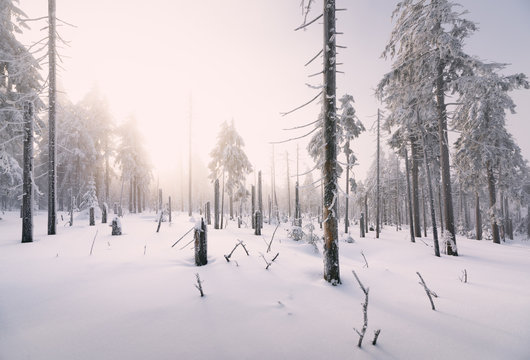 Sonnenaufgang und Nebel im Winterwald des Fichtelgebirges