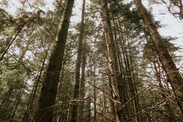 Fototapeta premium Forest