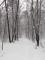 snowy forest