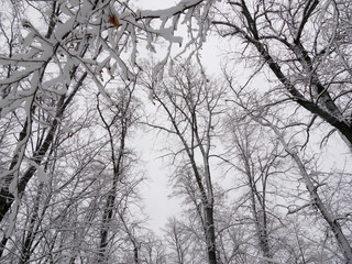 snowy forest