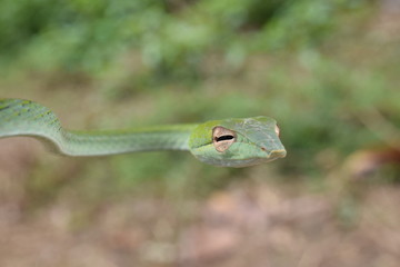 Green Snake Head nature macro