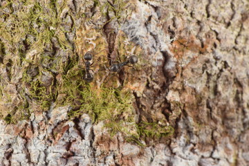 Ant wood pattern background