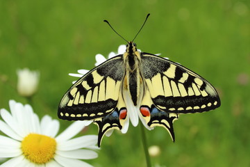 Schwalbenschwanz Schmetterling