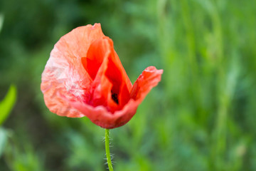 red poppy in field