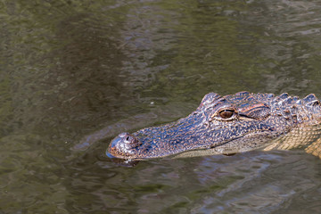Alligator Stare in Swamp