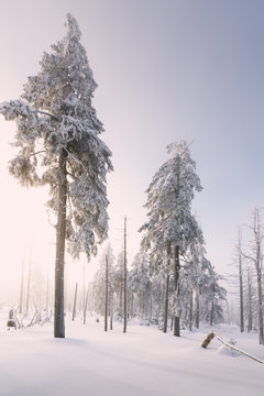 Sonnenaufgang und Nebel im Winterwald des Fichtelgebirges