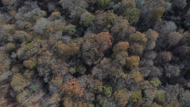 Oak forest, Remendon forest, Guriezo Municipality, Cantabria, Spain, Europe
