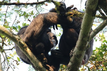 samotny szympans siedzący wśród drzew w dżungli  
