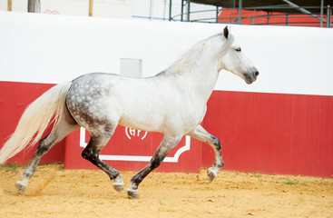 running  white Andalusian stallion in bull arena