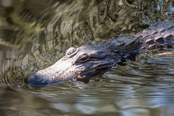 Alligator Swim Left