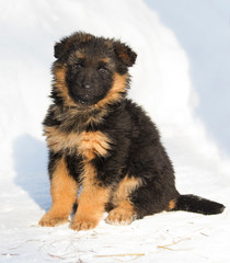 puppy of a long haired german shepherd, winter