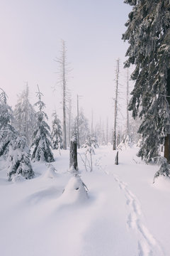 Sonnenaufgang und Nebel im Winterwald des Fichtelgebirges