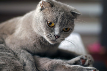 Scottish Fold gray cat posing.