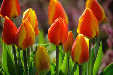 Tulpen (Tulipa) Blüten in gelb-orange