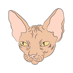 cat portrait, vector, white background