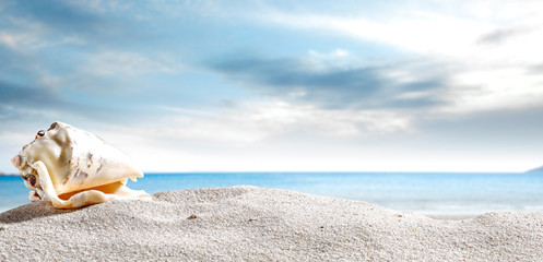 Fototapeta na wymiar Seashells on the sand by the sea on a hot sunny day 