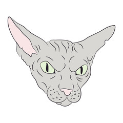 cat portrait, vector, white background