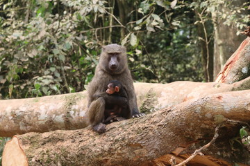 samica małpy z młodym siedzą na pniu drzewa w lesie tropikalnym - obrazy, fototapety, plakaty