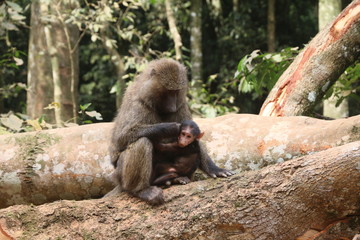 samica małpy z młodym siedzą na pniu drzewa w lesie tropikalnym