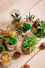Various types of cactus, plant , succulent house plants in pots on wooden table  background