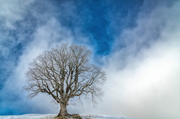 500 years old sycamore maple, mountain maple, in Winter, Allgaue Alps near Oberstaufen, Bavaria, Germany