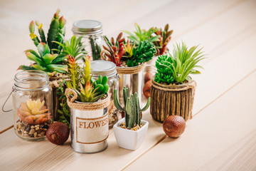 Various types of cactus, plant , succulent house plants in pots on wooden table  background