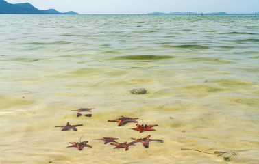 Starfishes on the Phu quoc island , beautiful red starfish in crystal clear sea, travel concept on tropical starfish beach
