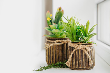 Various types of cactus, plant , succulent house plants in pots on light  background