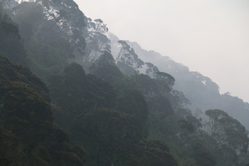 soczyście zielony las tropikalny w słońcu po deszczu