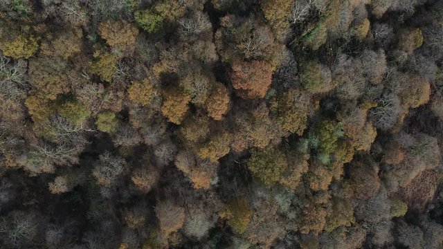 Oak forest, Remendon forest, Guriezo Municipality, Cantabria, Spain, Europe
