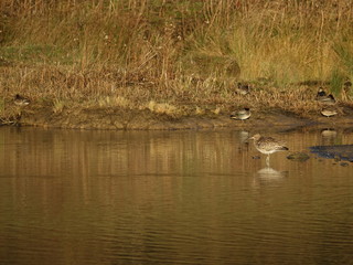 Naklejka na ściany i meble Curlew (Numenius arquata) standing in shallow water, with ducks in background