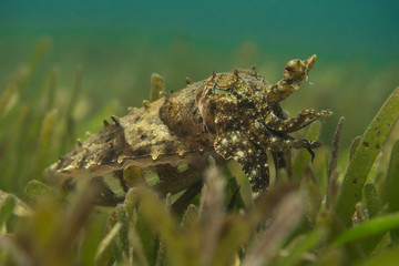 Cuttlefish hunting in the Seagrass
