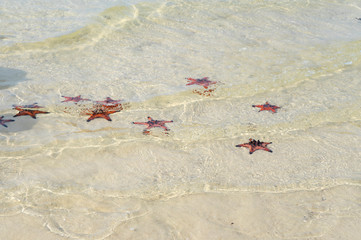 Starfishes on the Phu quoc island , beautiful red starfish in crystal clear sea, travel concept on tropical starfish beach