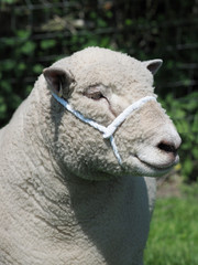 Obraz premium Rare Breed Sheep