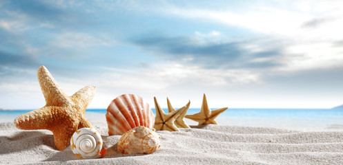 Seashells on the sand by the sea on a hot sunny day   