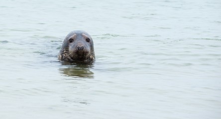 Kegelrobbe (Halichoerus grypus), Weibchen, guckt aus Wasser heraus, schwimmend, Helgoland, Insel 