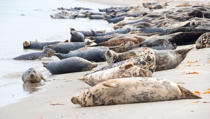 Kegelrobben (Halichoerus grypus), Weibchen, auf Sandstrand und schwimmend, Helgoland, Insel 