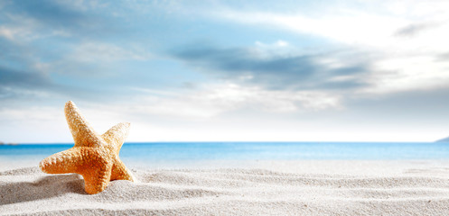 Seashells on the sand by the sea on a hot sunny day   