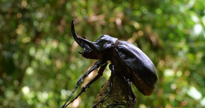 Elephant Beetle (Megastoma acaeton) climbing on a fallen tree trunk in the rainforest understory in the Ecuadorian Amazon. The larva of this species is the worlds heaviest insect.