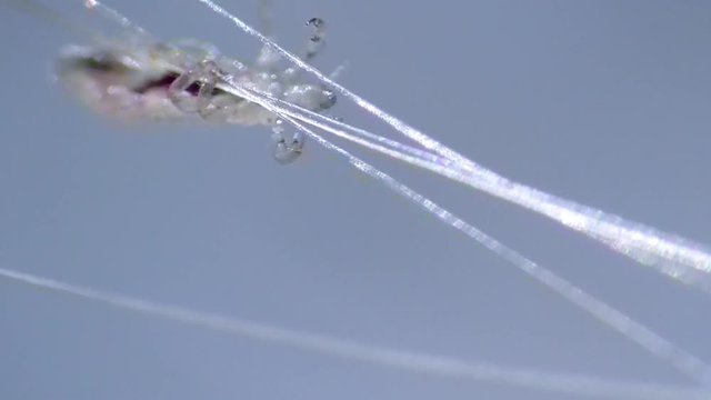 Kopflaus (Pediculus humanus capitis) head louse