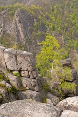 Obraz premium Sandbirke (Betula pendula) na skałach, widok z Hexentanzplatz Thale w Bodetal, maj, wiosna, Harz, Ostharz, Saksonia-Anhalt, Niemcy, Europa
