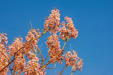 Spring flowers. Branches of a Paulownia tomentosa tree in bloom against  blue sky  